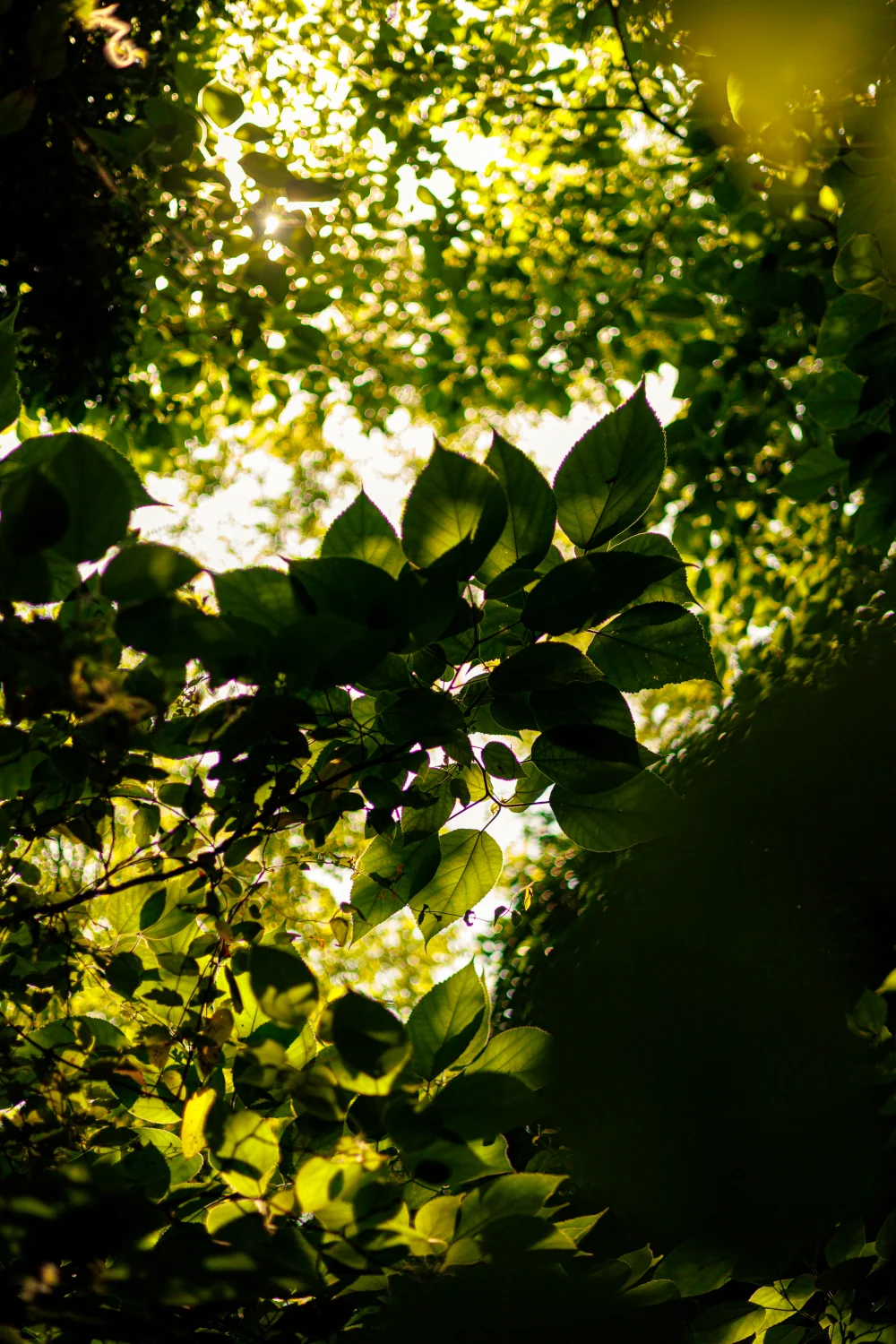 Leaves