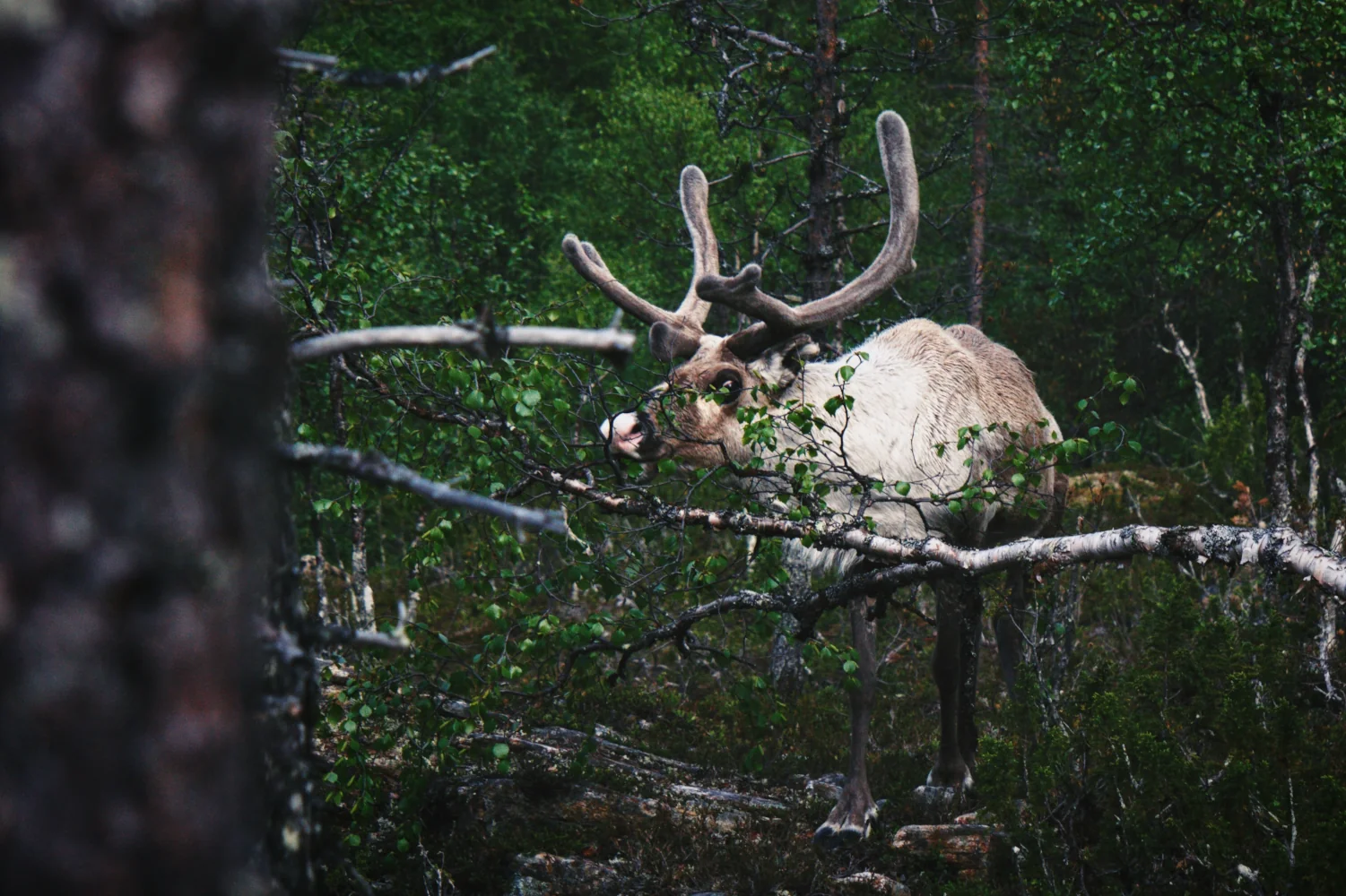 Reindeer