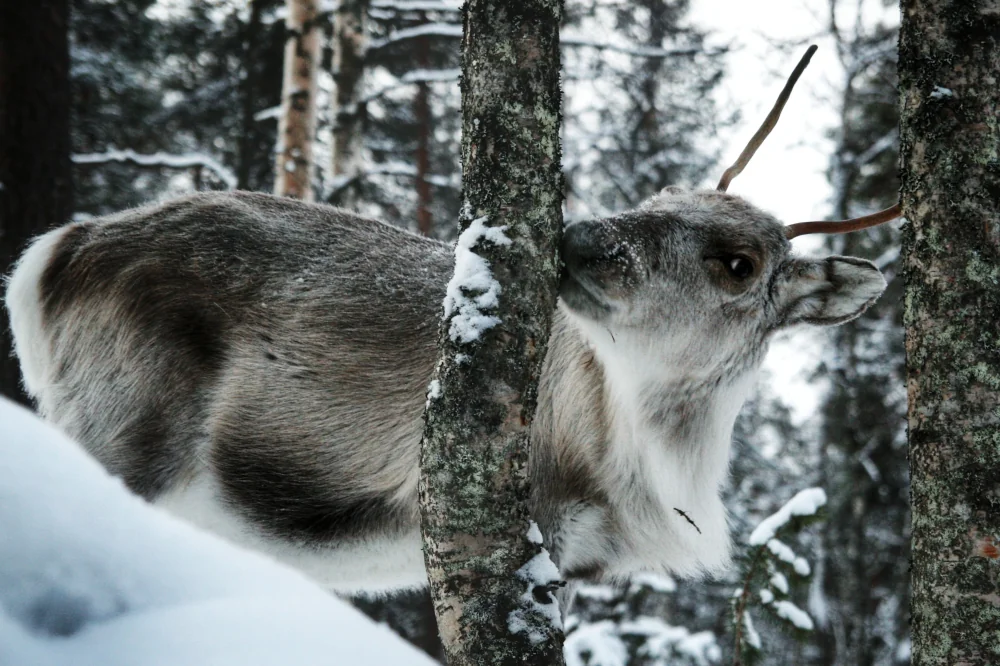 Reindeer