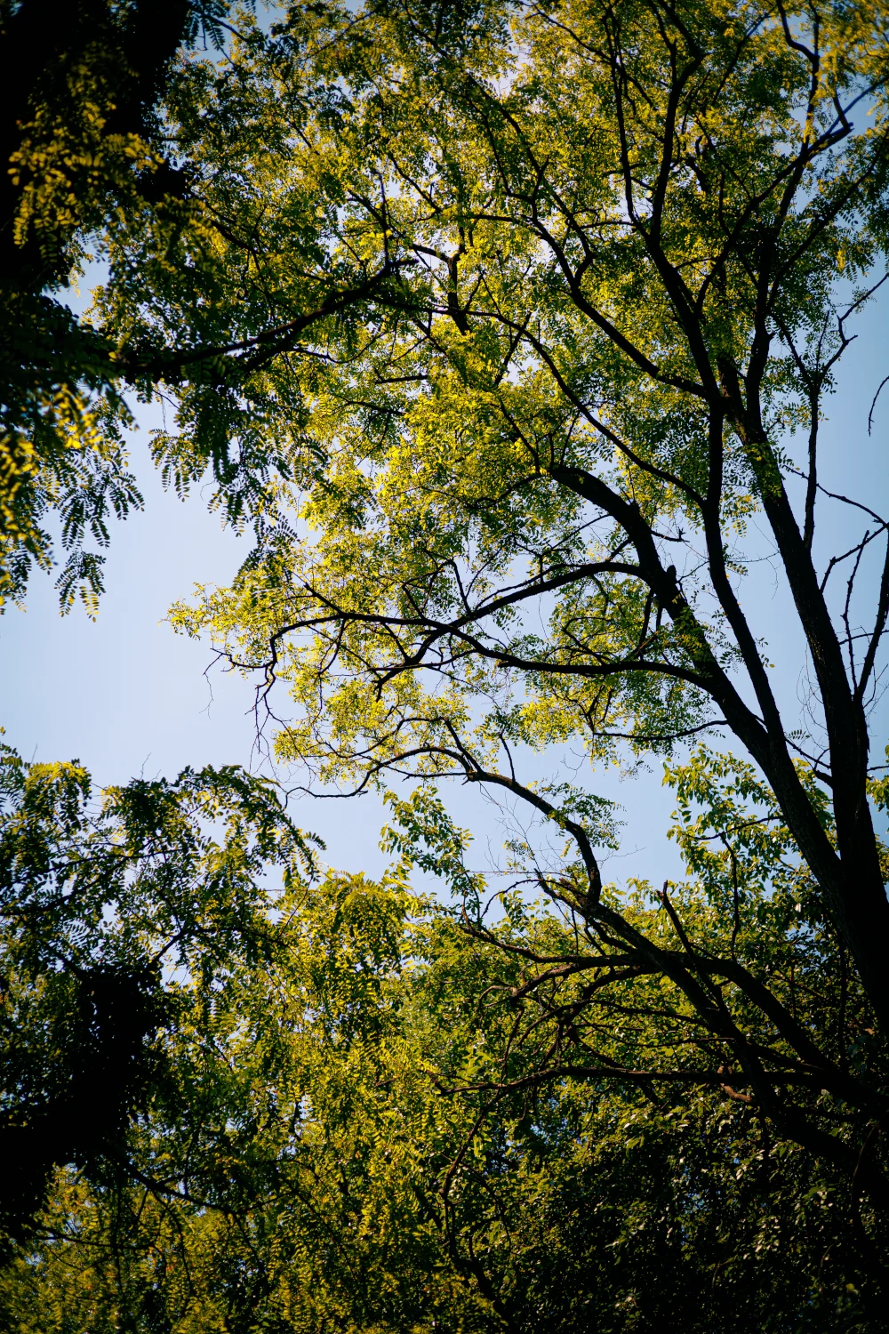 Trees